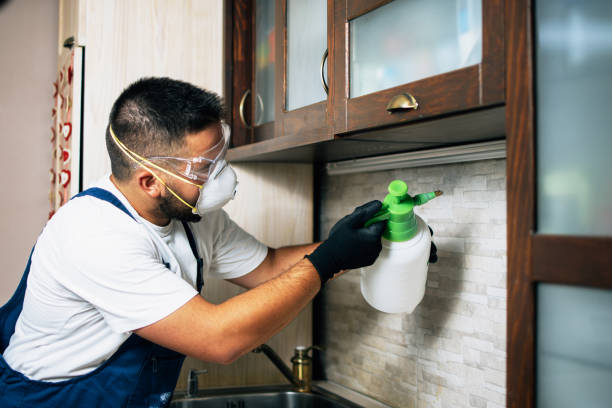 Best Flea Control Services  in Marionville, MO