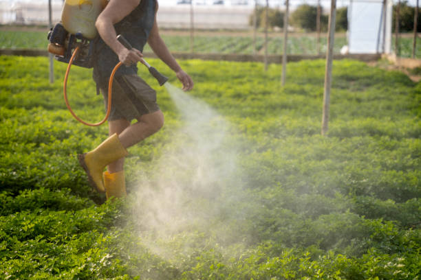 Reliable Marionville, MO Pest Control Solutions